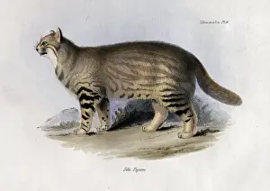 Felis Prints: Felis pajeros