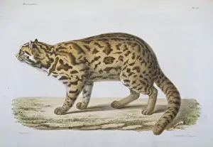 Felis Prints: Felis scripta