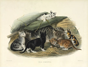 Felis silvestris catus, cat Felis silvestris catus, cat