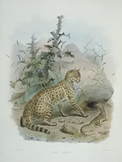 Felid Prints: Felis silvestris ornata, Asian steppe wildcat