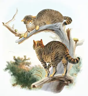 Felis Prints: Felis silvestris silvestris, European wildcat