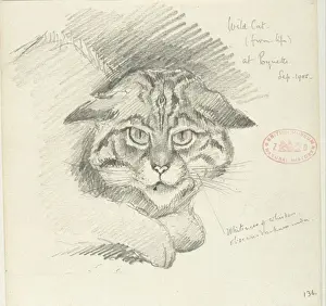 Felis silvestris silvestris, European wildcat