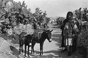 Fellah with donkeys, Holy Land