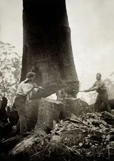 Fell Prints: FELLING GIANT EUCALYPTUS