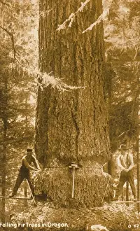 Oregon Prints: Felling a giant fir tree in Oregon, USA