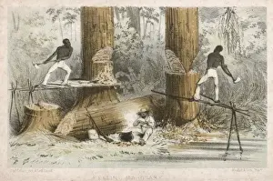 Felling Mahogany