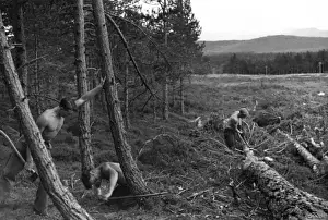 Tackle Prints: Felling Trees