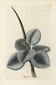 Succulent Prints: Felted peperomia, Peperomia incana