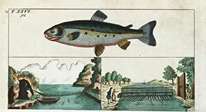 Female Atlantic salmon, Salmo salar, and fishing methods