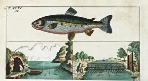 Gottlieb Prints: Female Atlantic salmon, Salmo salar, and fishing methods