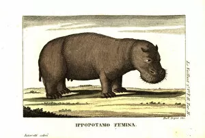 Second Collection: Female hippopotamus, Hippopotamus amphibius