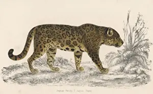 Female Jaguar