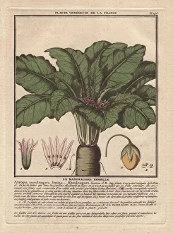 Atropa Gallery: Female mandrake plant, Atropa mandragora or