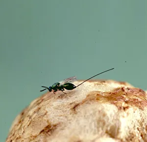 Quercus Gallery: Female parasitic wasp