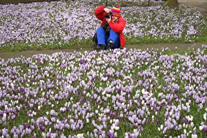 Photography by Philip Dunn Collection: A female photographer among crocuses in Soapery Gardens