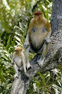 Mothers Prints: Female Proboscis monkey with an infant came with