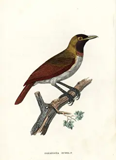Rubra Prints: Female red bird-of-paradise, Paradisaea rubra