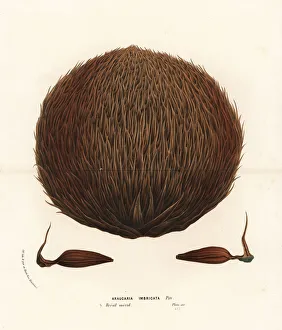 Araucana Gallery: Female seed cone of the monkey puzzle tree
