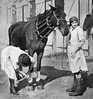 Hoof Prints: Female vet at horse repository, WWI
