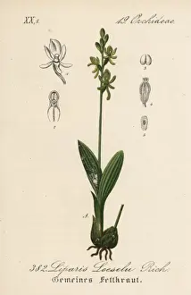 Orchid Prints: Fen orchid, Liparis loeselii