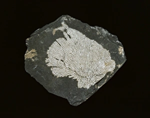 Anthozoa Gallery: Fenestrellina plebeia, net bryozoan