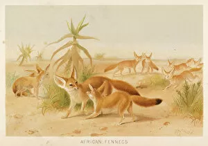 Canis Collection: FENNEC