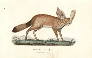 Canis Collection: Fennec fox or fennec, Vulpes zerda