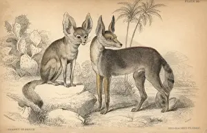 Jardine Prints: Fennec fox, Vulpes zerda