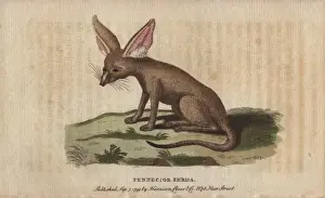 Vulpes Prints: Fennec fox or zerda, Vulpes zerda