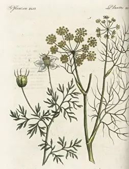 Fennel Prints: Fennel and black cumin