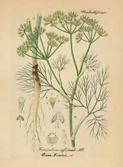 Fennel Prints: Fennel, Foeniculum vulgare
