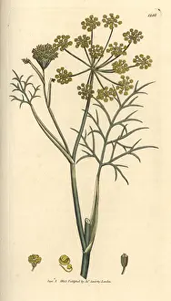 Fennel Prints: Fennel from Sowerbys English Botany, London