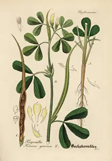 Trigonella Prints: Fenugreek, Trigonella foenum-graecum