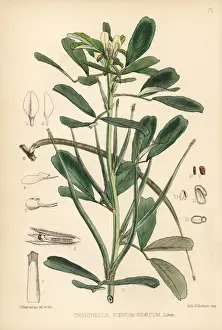 Fenugreek, Trigonella foenum-graecum