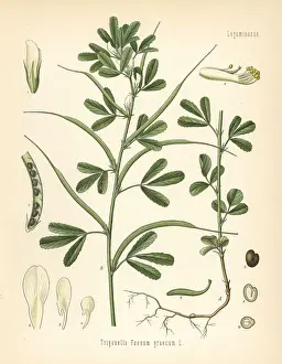 Fenugreek, Trigonella foenum-graecum