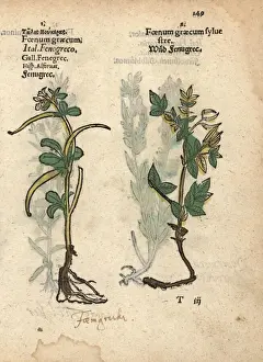 Fenugreek, Trigonella foenum-graecum, and wild fenugreek