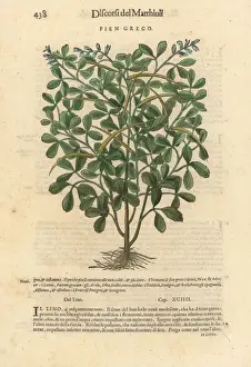 Fenugreek, Trigonella foenum-graecum