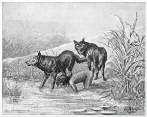 Feral Children