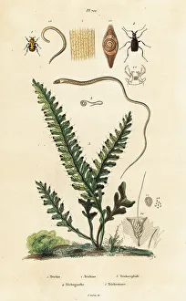 Fern, bee beetle and roundworms
