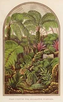 Fern Culture 1873