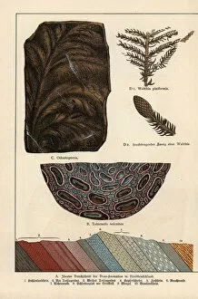 Geology Collection: Fern fossils from the Permian