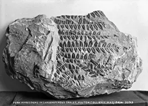 Fern Prints: Fern Impressions in Carboniferous Shales, Hutton Colliery