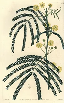 Acacia Gallery: Fern-leaved acacia, Acacia pentadenia