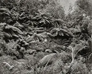 Fern Tree Valley, Mount Wellington, Tasmania, Australia