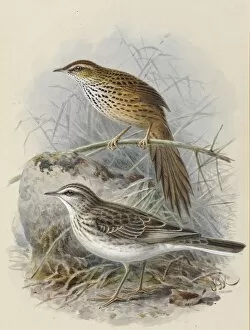 A History Of The Birds Of New Zealand Gallery: Fernbird Matata New Zealand Pipit Pihoihoi