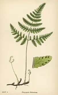 Fern Prints: Ferns Phegopteris Rob