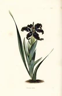 Ferraria variabilis