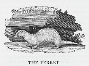1790 Collection: Ferret (Bewick)