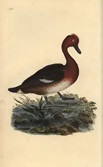 Edwarddonovan Prints: Ferruginous duck, Aythya nyroca