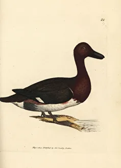 Anas Collection: Ferruginous pochard, Aythya nyroca